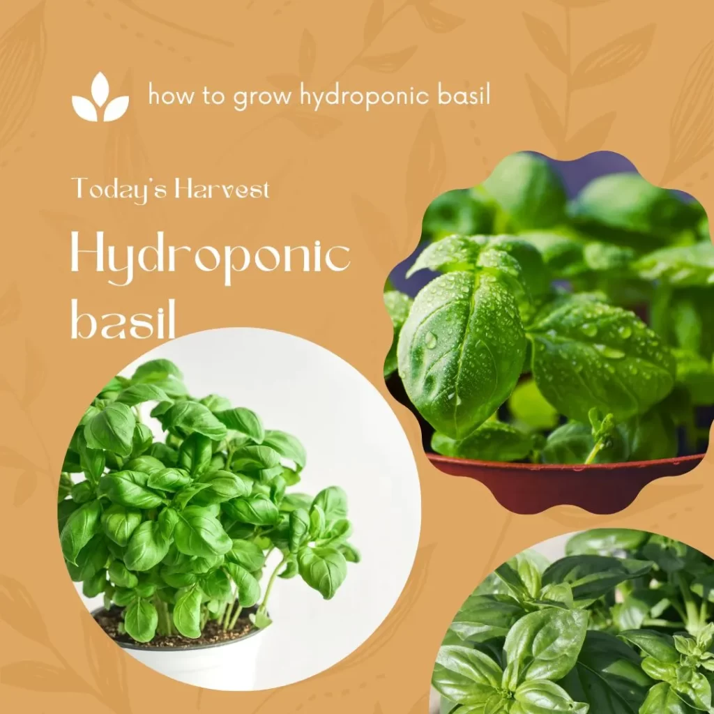 how to grow basil indoors hydroponic 1 how to grow hydroponic basil
