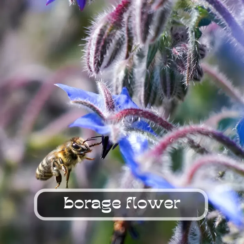 Expert tips and tricks for growing borage seeds in your home garden 1 borage flower