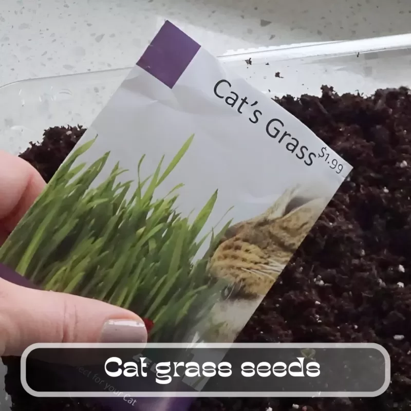 The Green Secret for Cat Owners: Growing Cat Grass Seeds and Discovering Its Benefits 2 cat grass Seeds