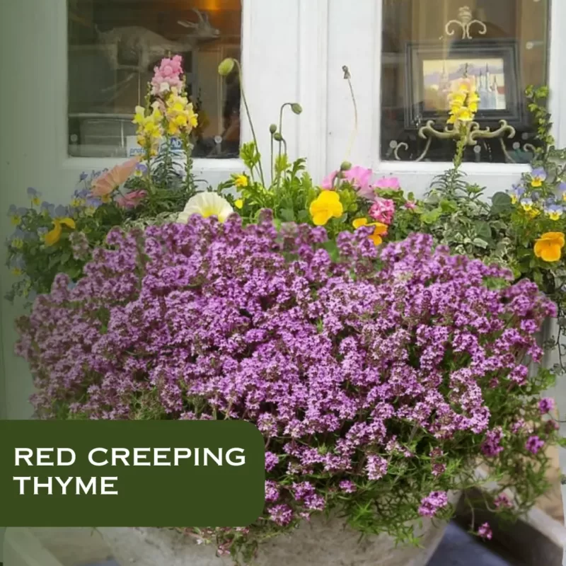 Growing Thyme Indoors: A Comprehensive Guide to Success with Cuttings and Seeds 2 red creeping thyme