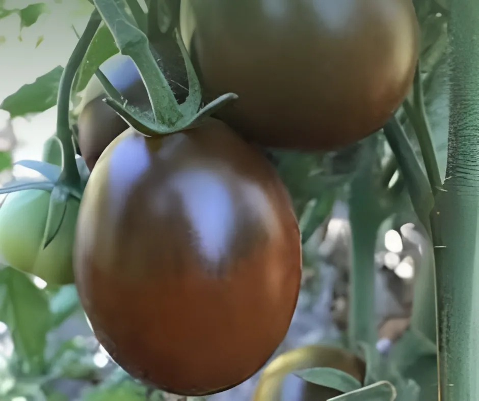 Black Truffle Tomatoes Black Truffle Tomatoes