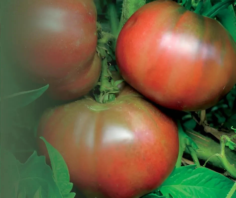 Black from Tula Tomatoes Black from Tula Tomatoes