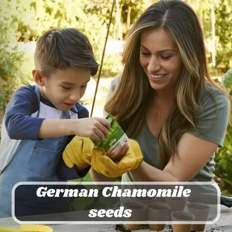 Growing German Chamomile Seeds Made Easy: Only 5 Step-by-Step Caring Instructions, Pest and Disease Control Strategies 2 German chamomile seeds