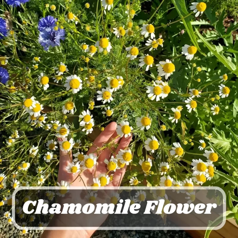 Growing German Chamomile Seeds Made Easy: Only 5 Step-by-Step Caring Instructions, Pest and Disease Control Strategies 1 How to Grow German Chamomile from Seeds